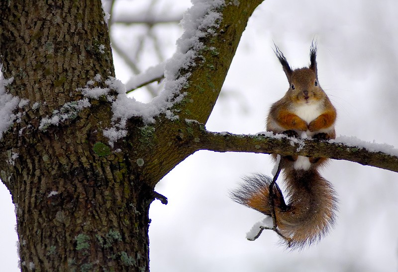 5-ecureuil-en-hiver.jpg