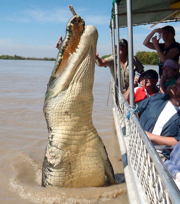 Impressionnant crocodile connu sous le nom de brutus