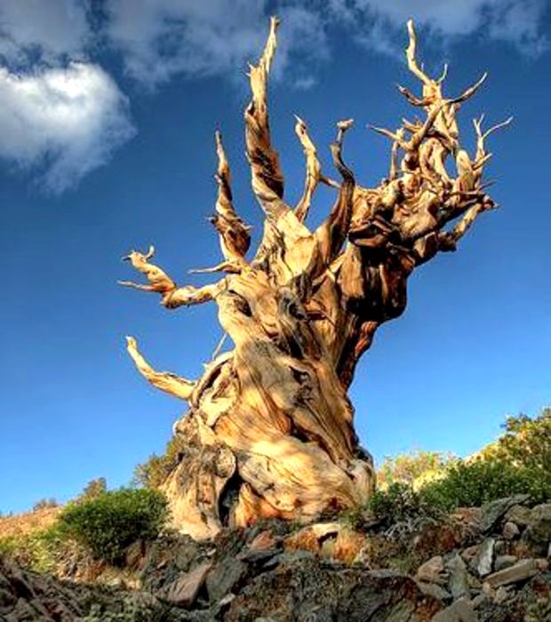 Le plus vieil arbre du monde mathusalem 5000 ans